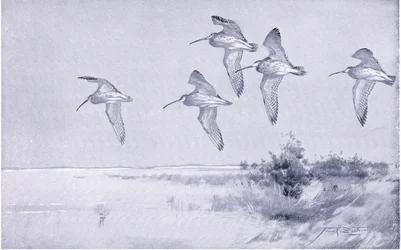 Curlew under flygning